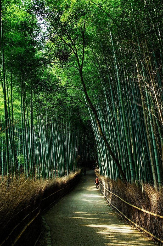 bamboo forest
